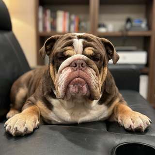 Original photo: a bulldog asleep on a leather recliner in a living room